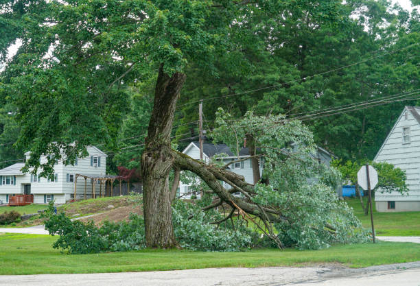 How Our Tree Care Process Works  in  Astoria, OR