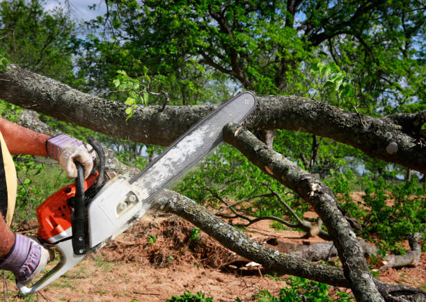 Professional Tree Services in Astoria, OR